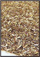 Wood Betony